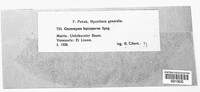 Coccomyces leptosporus image